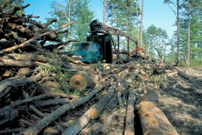 Puolan puiden kaato ilman lupaa